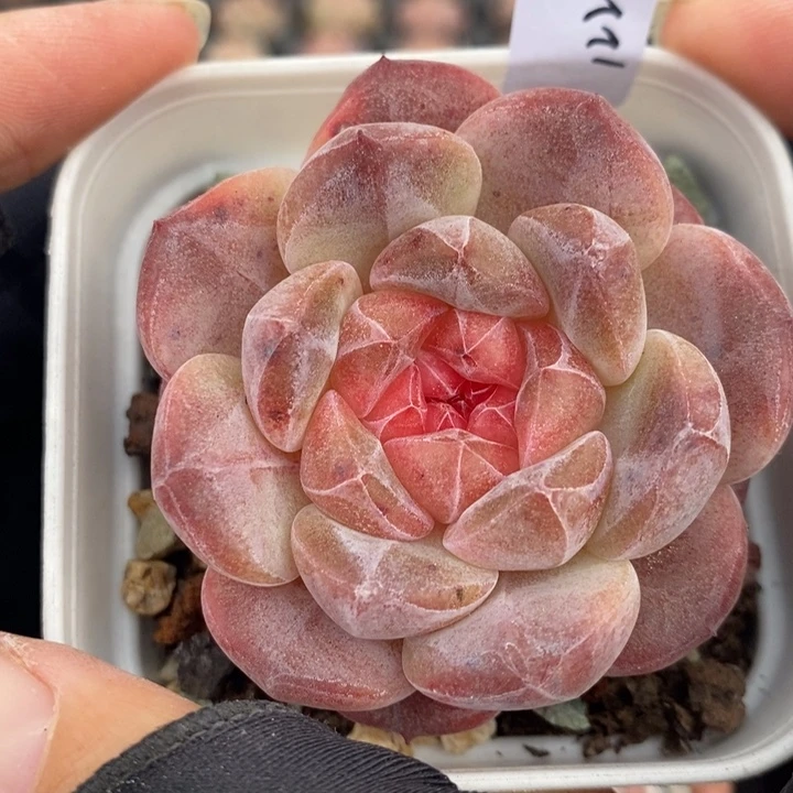 1221-577，糖心多肉