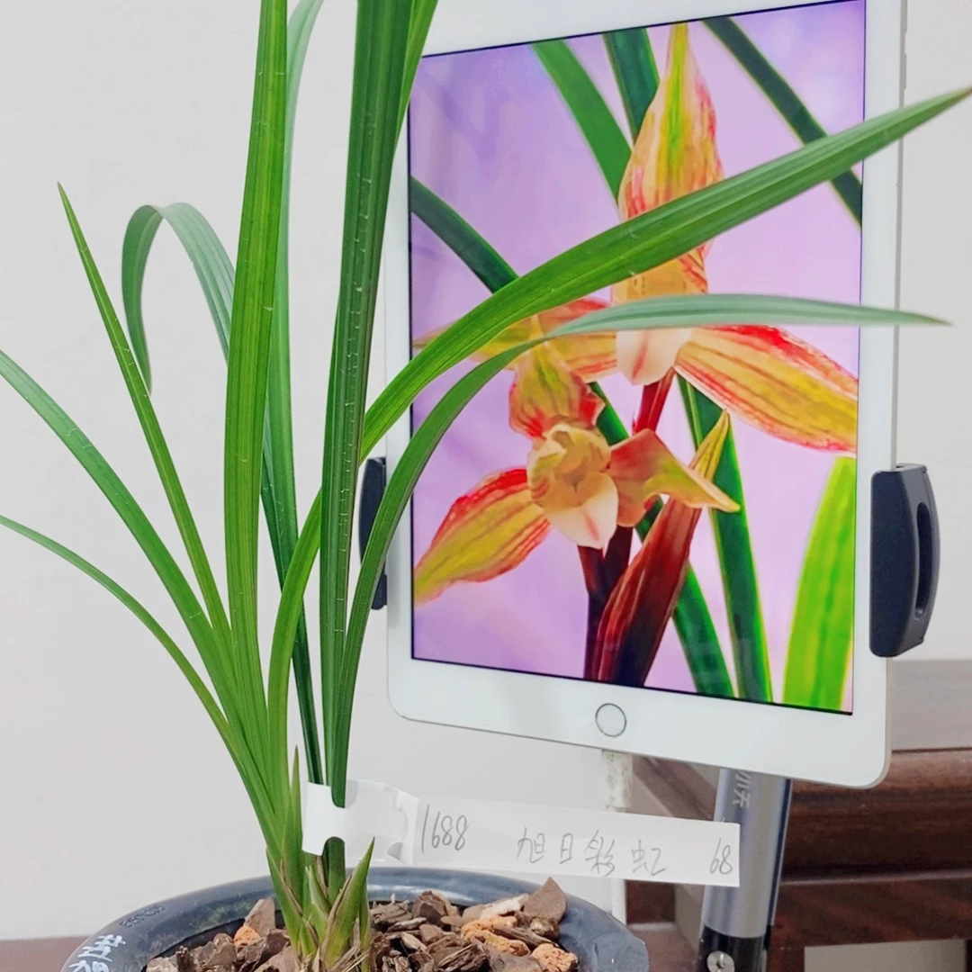 飘***福当前无花栽培后可以开花