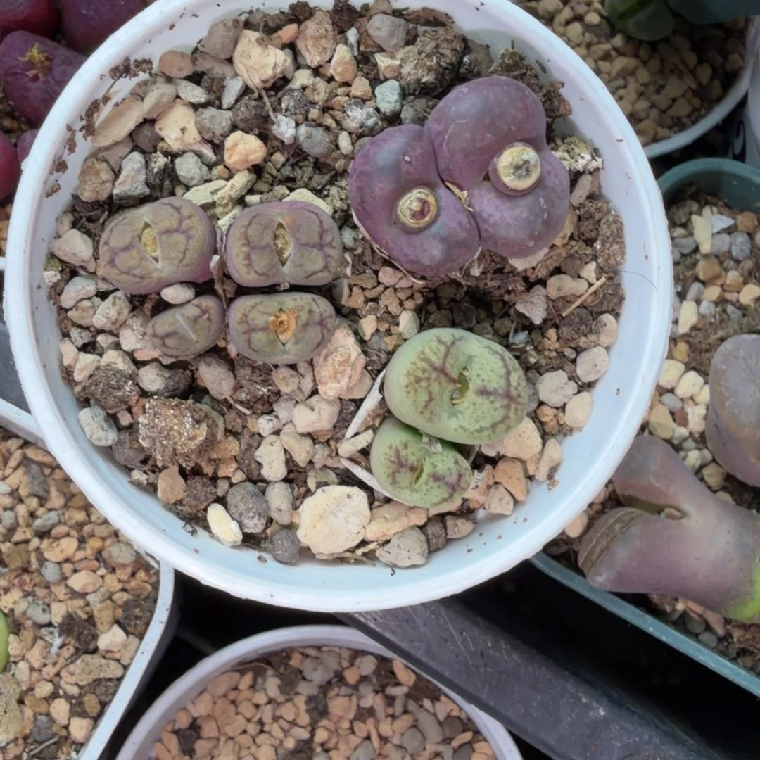 超***骨毛杂一盆福利221号