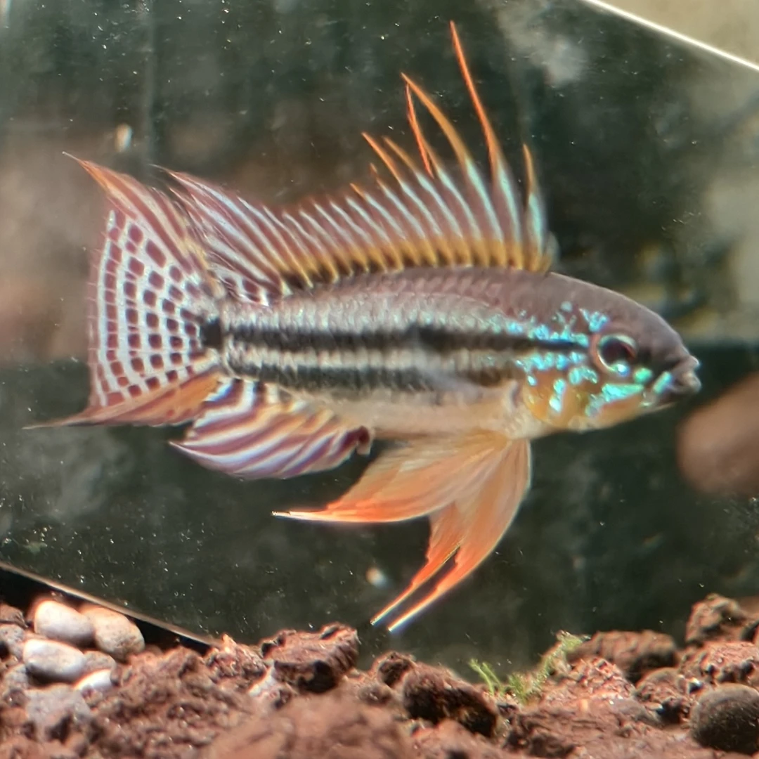 野生泰菲酋长卡瑞罗酋长酋长短鲷卡瑞罗酋长短鲷马穆利酋长短鲷