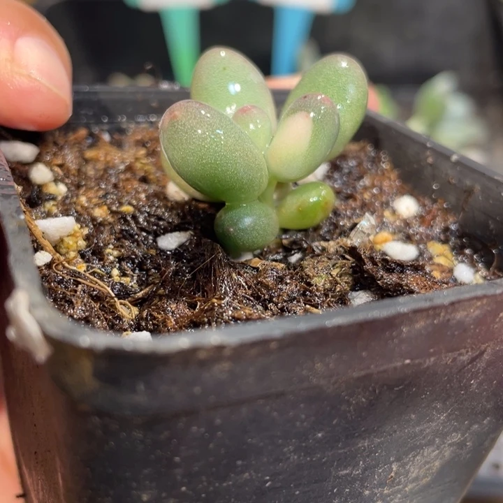 彩虹奶杂交锦棒叶白锦啊啊