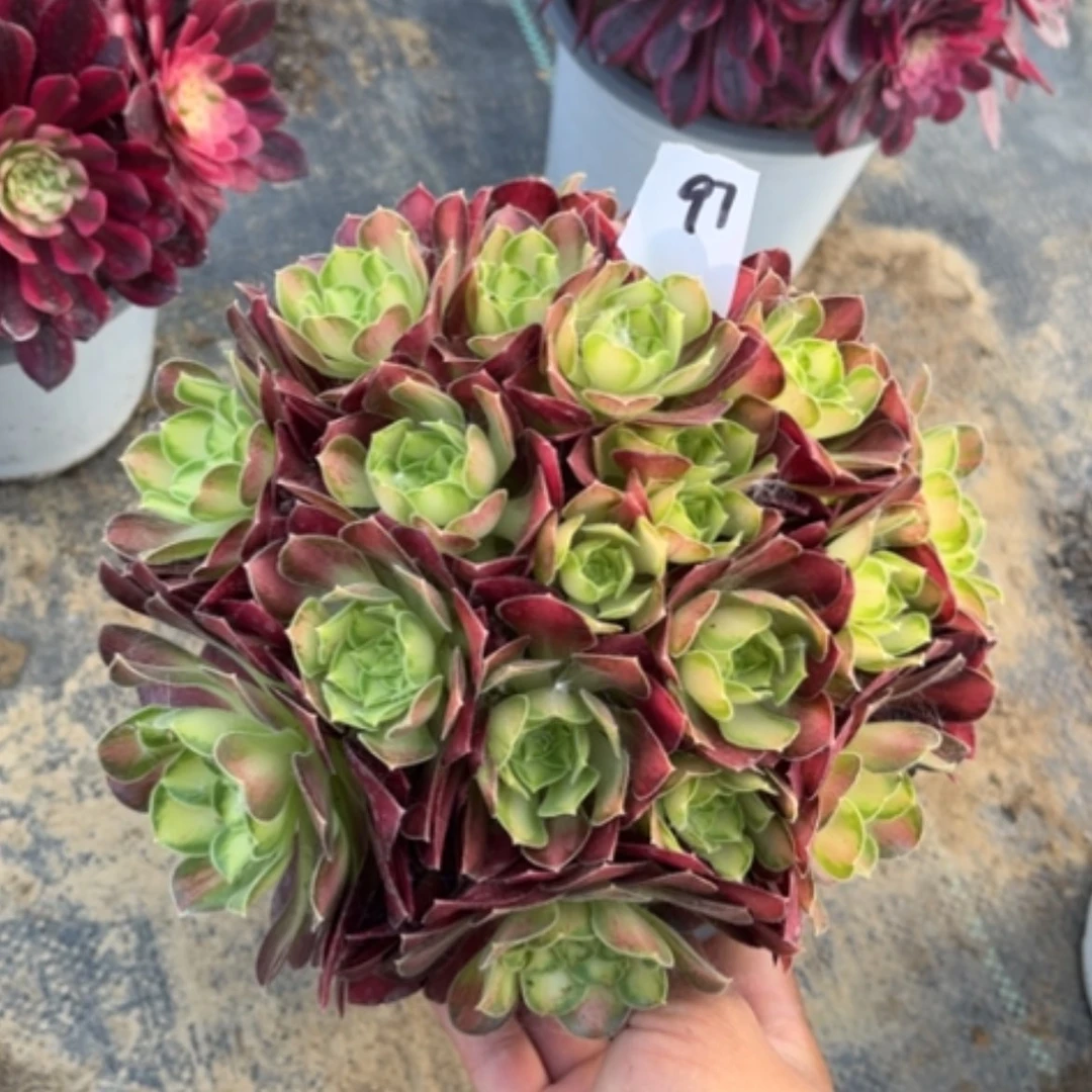 【闪购商品】97韶华多肉法师