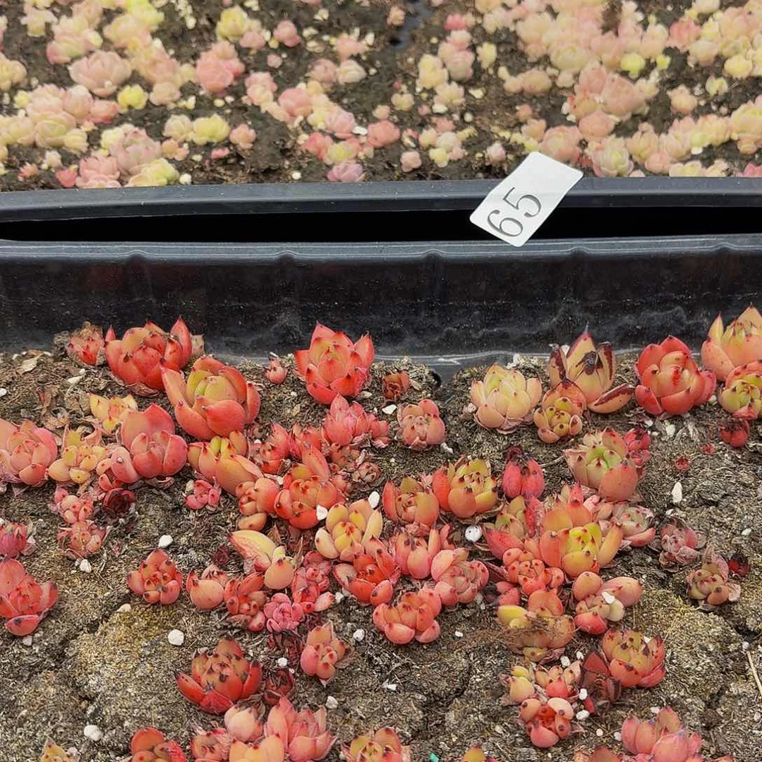 多肉植物多肉植物65