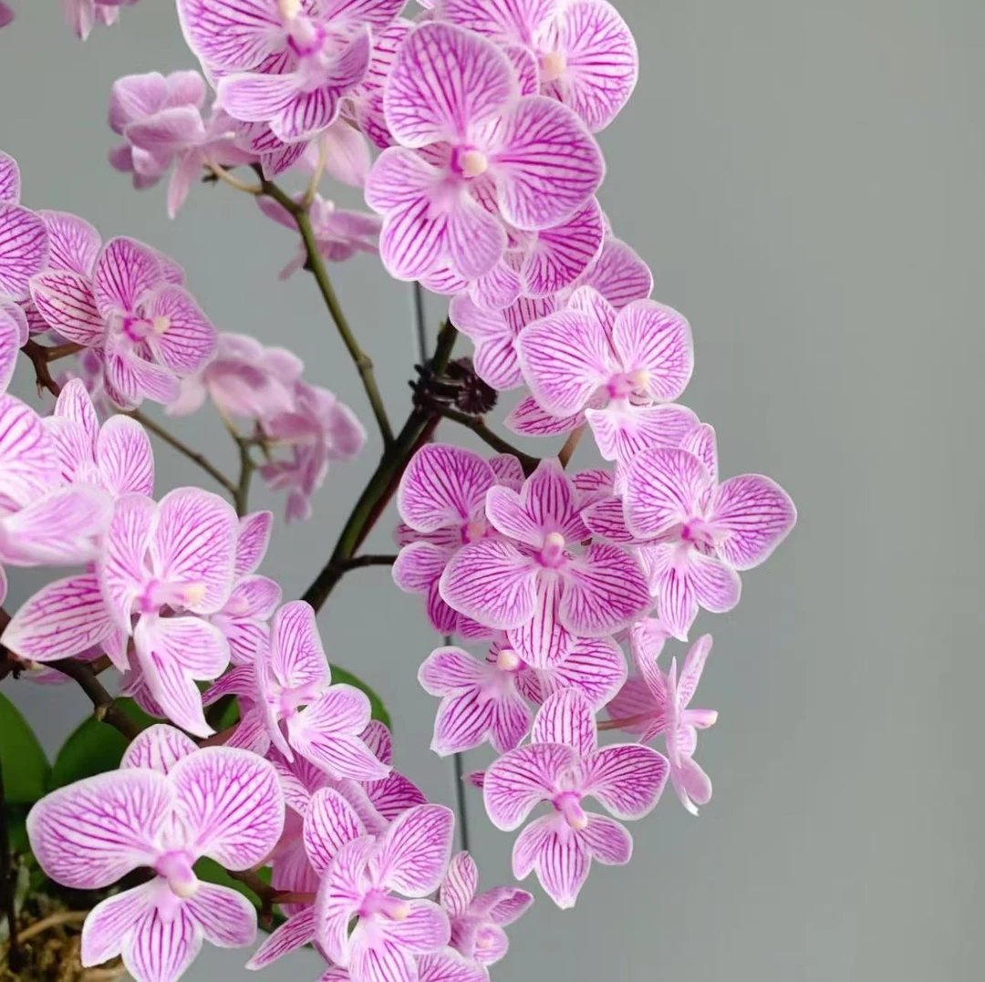 【胖胖】（樱花）蝴蝶兰双花剑带花带花苞发货