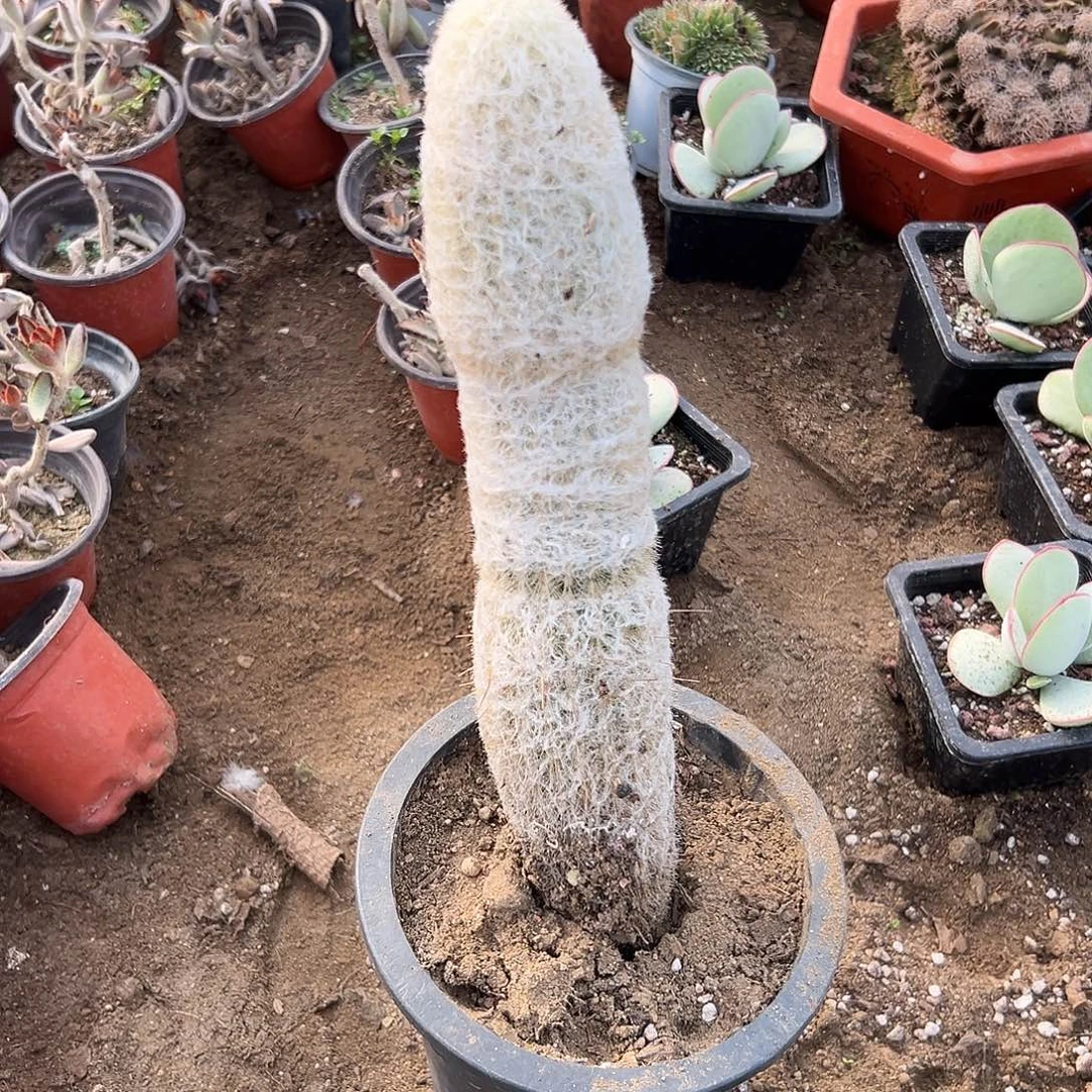 多肉植物老乐柱单头