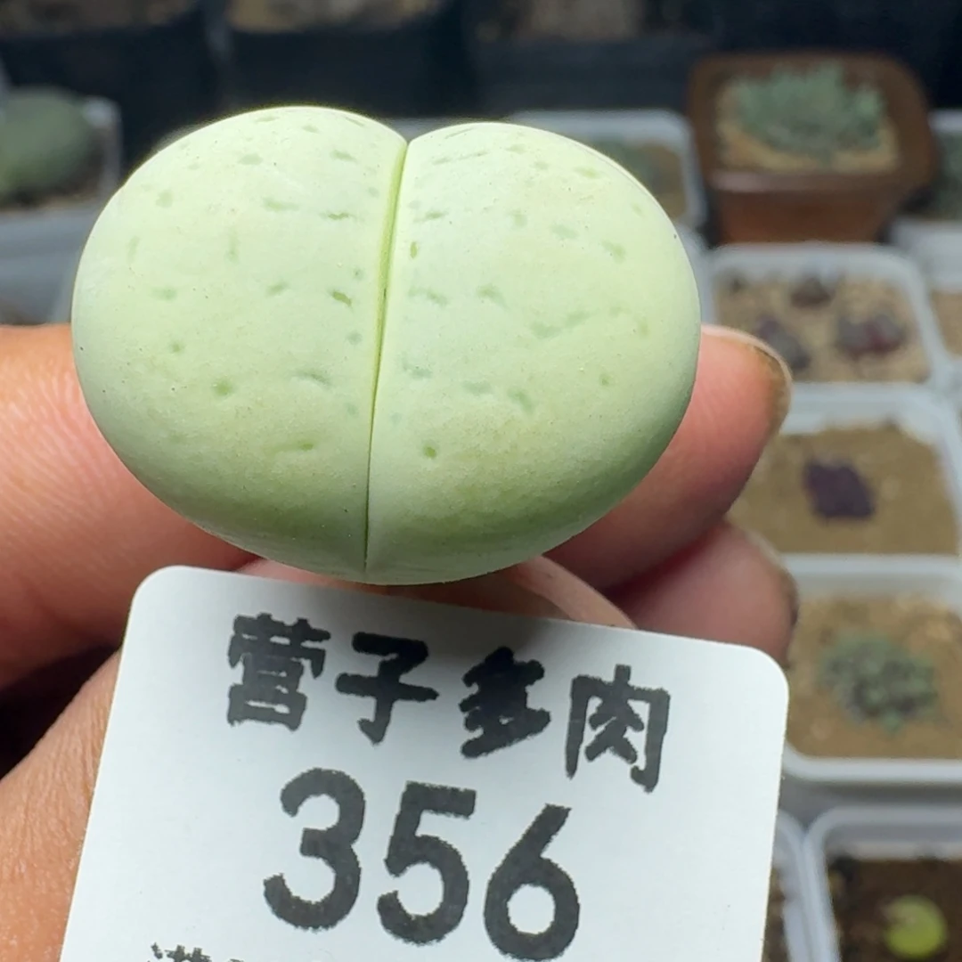 绿灵耀