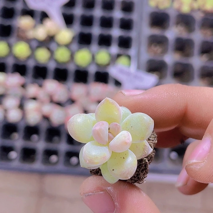 冰菩提【满10颗包邮】