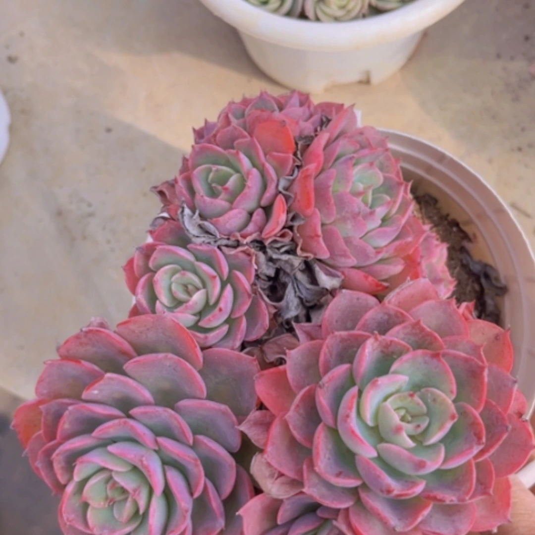 【闪购商品】雨滴09154