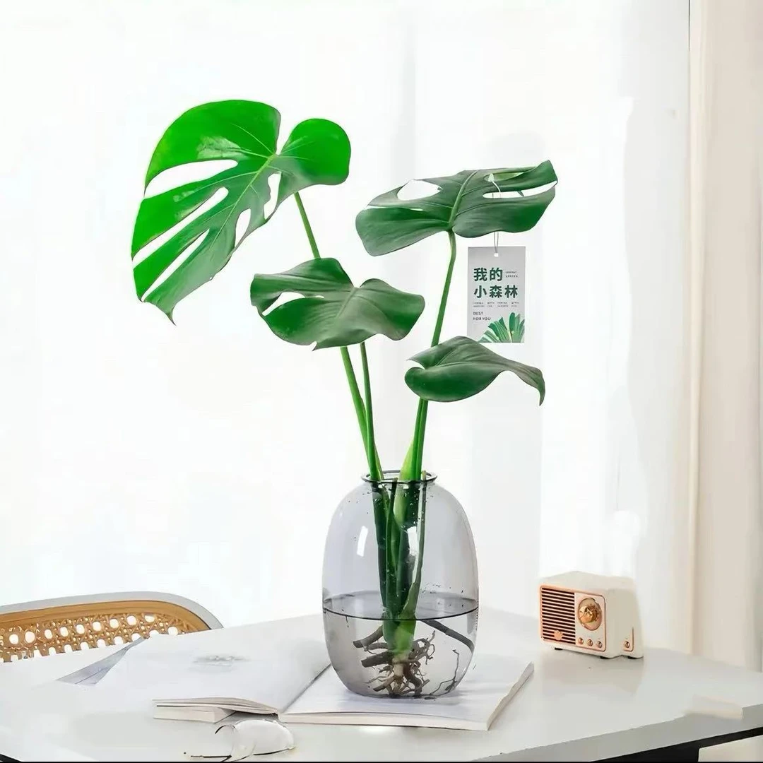 水培龟背竹室内绿植盆栽观叶植物客厅卧室易养护