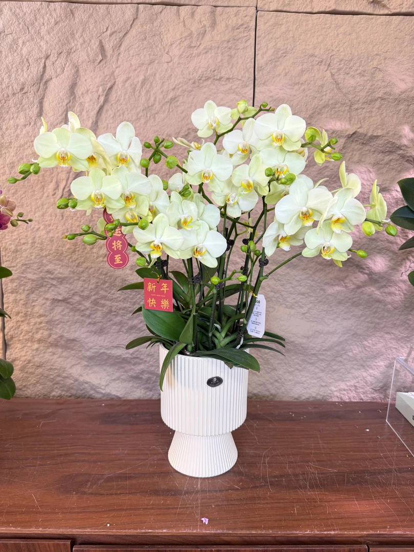 【卡利-蝴蝶兰】高端鲜花 定制款 易养花期长 绿植盆栽  年宵花