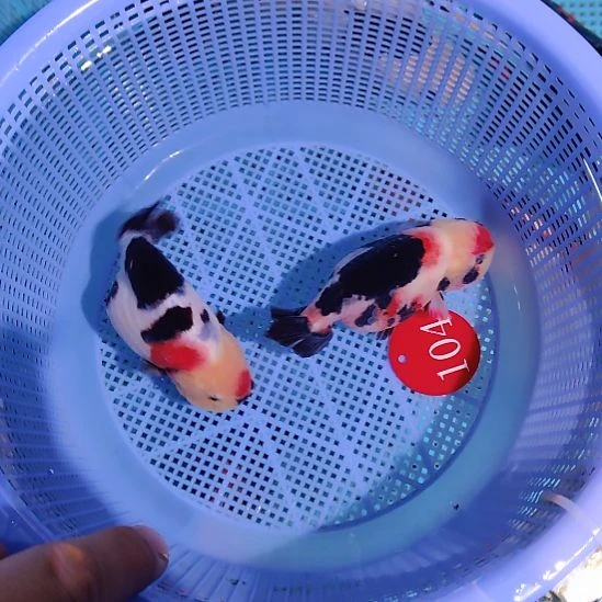 金鱼104兰寿两只特价顺丰包邮