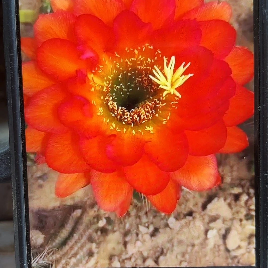 小丑毛侧牙20包邮仙人球28