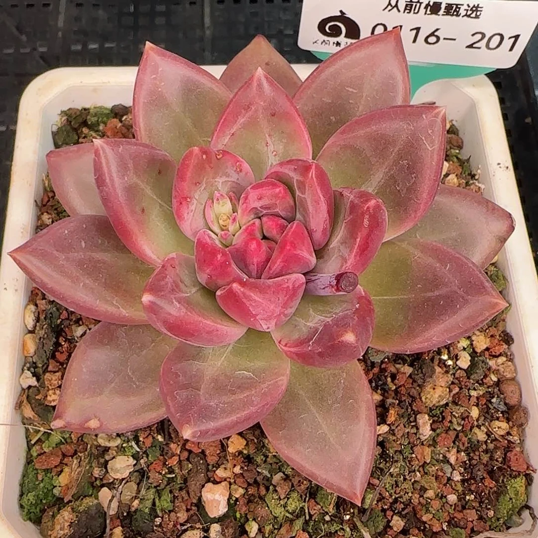 从前慢花园精选0116-201