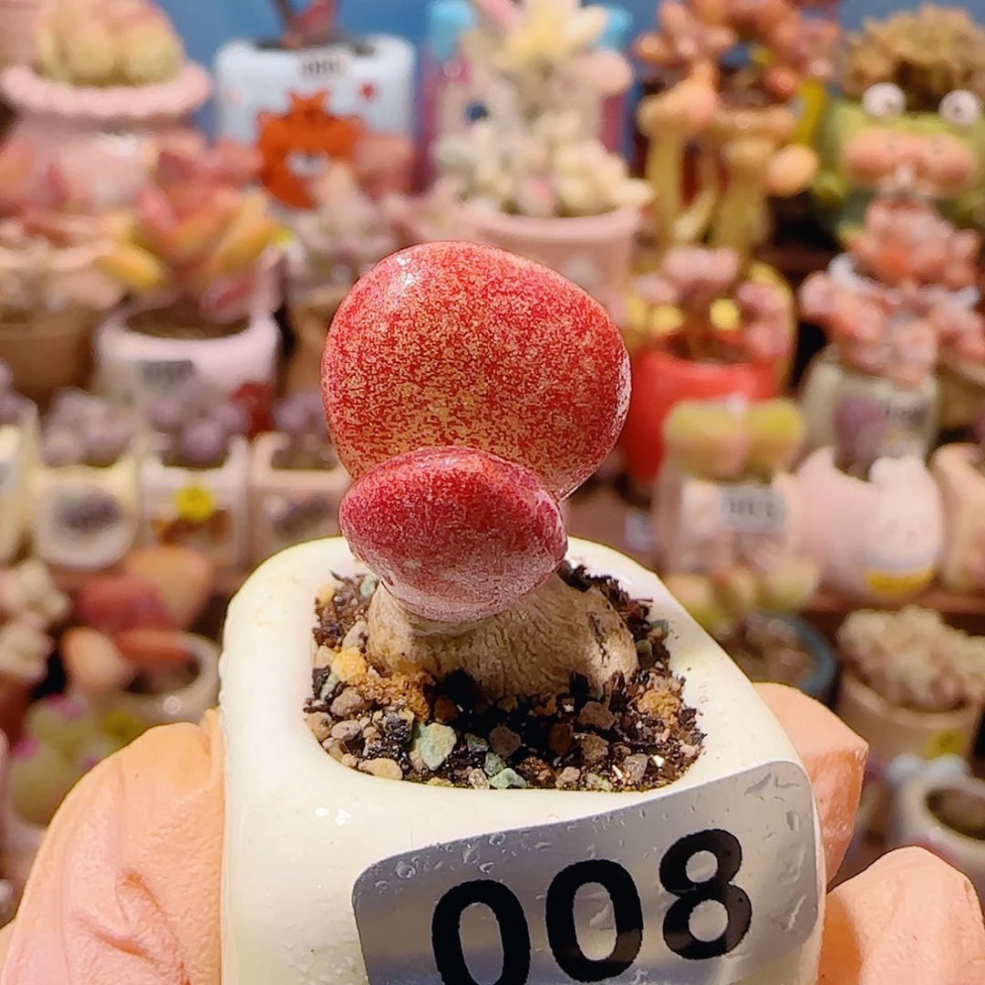 T厚叶红舒提盆口2.5cm