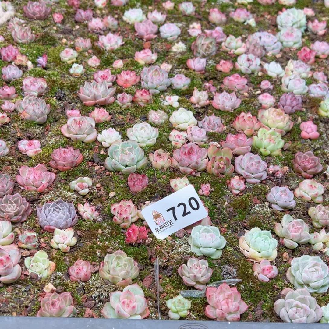 辣**枝多肉植物多肉植物