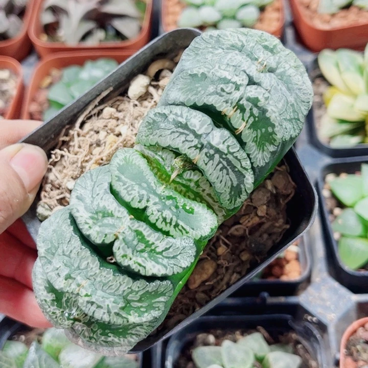 顺***水十二卷 玄武玉扇福利