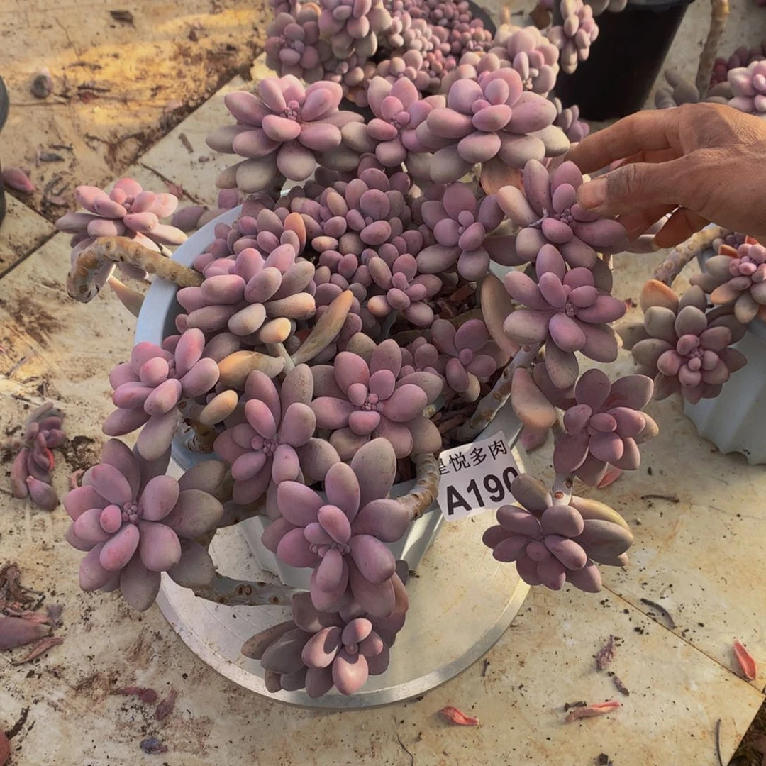 慕*吖星悦多肉  A190