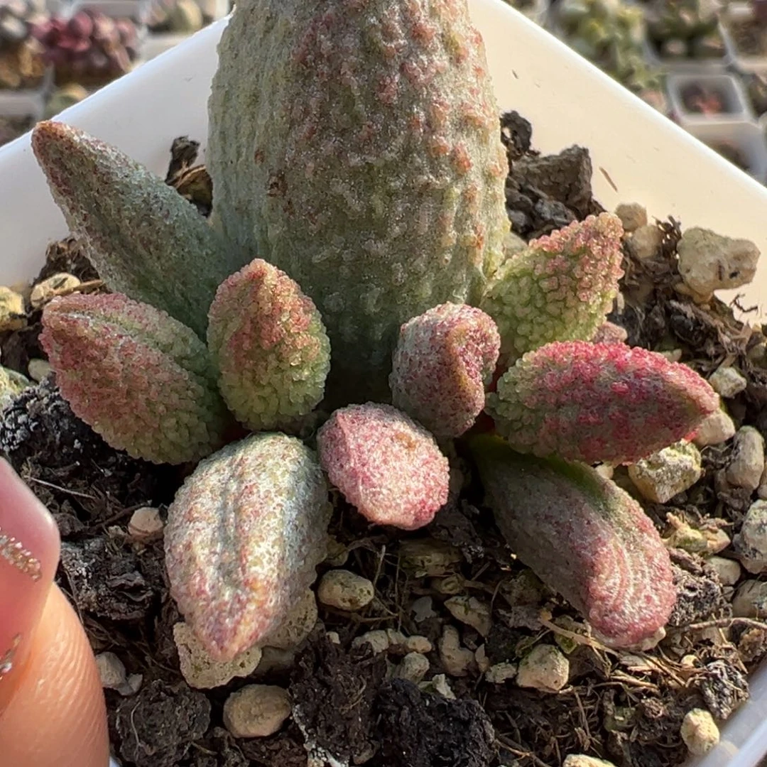 实生底叶苗多肉植物水泡