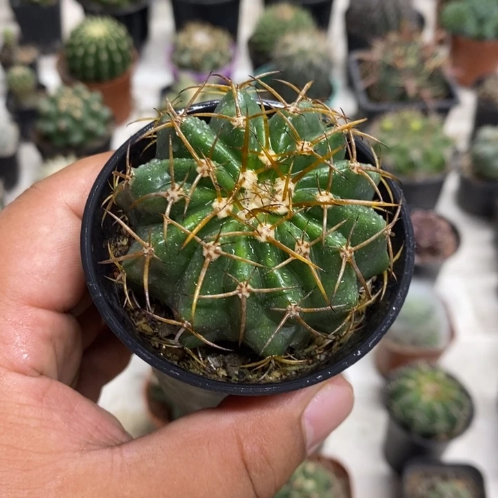 实生圆盘玉特价福利