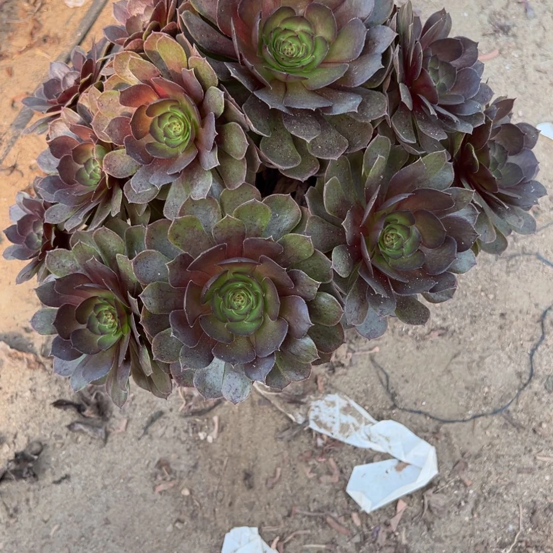 高***雪669万灰法师多肉植物法师