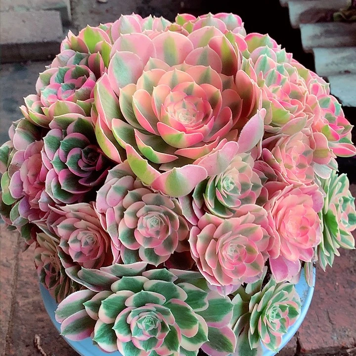 粉女郎啊啊啊啊啊啊啊