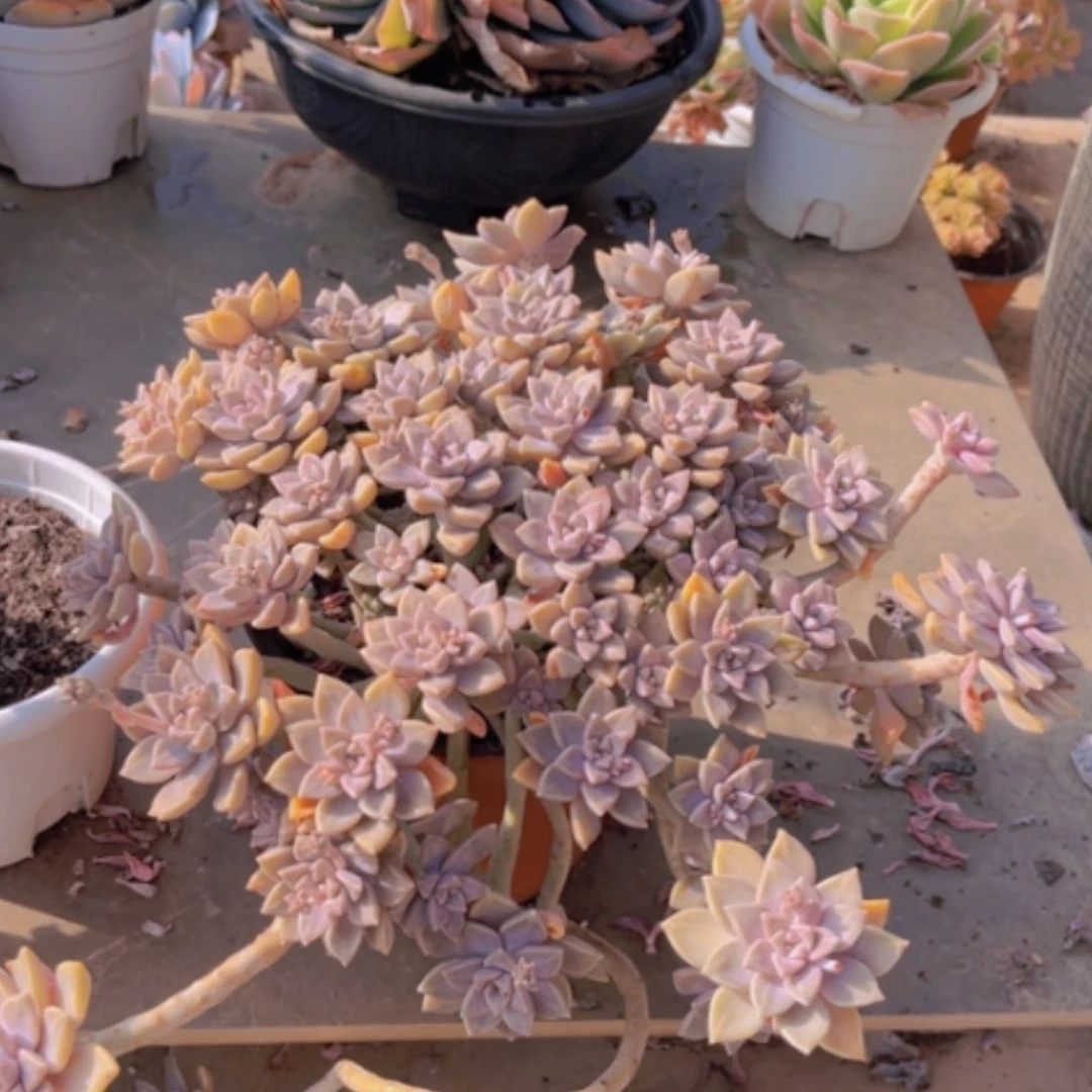 【闪购商品】阿伦培02223