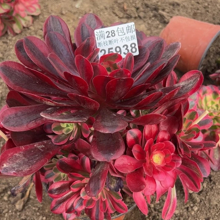 25938美杜莎多肉植物