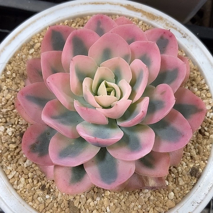 8***0粉贝拉宽锦多肉植物