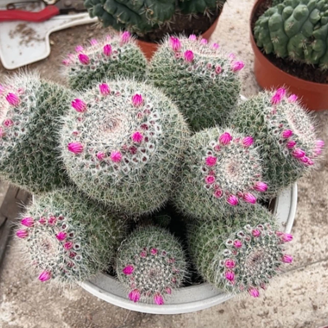 【闪购商品】花花花花