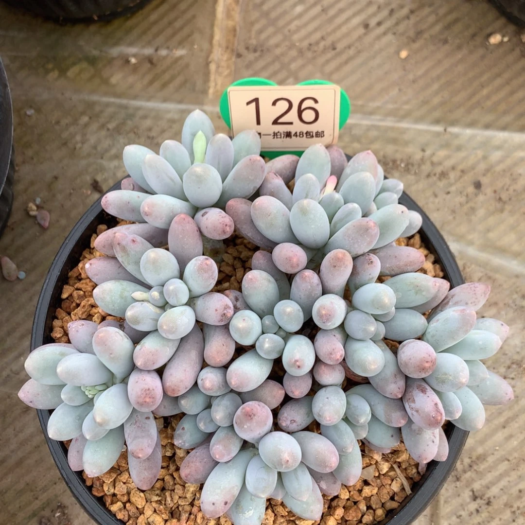 大叶汤圆无砍平头126