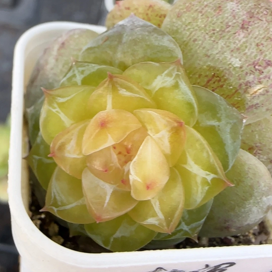 柚缇盆4床一个满25包邮