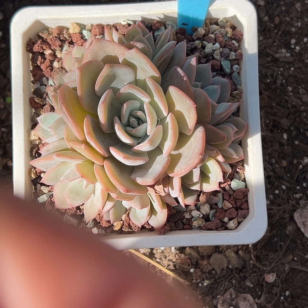 Y***悦多肉植物一物一拍