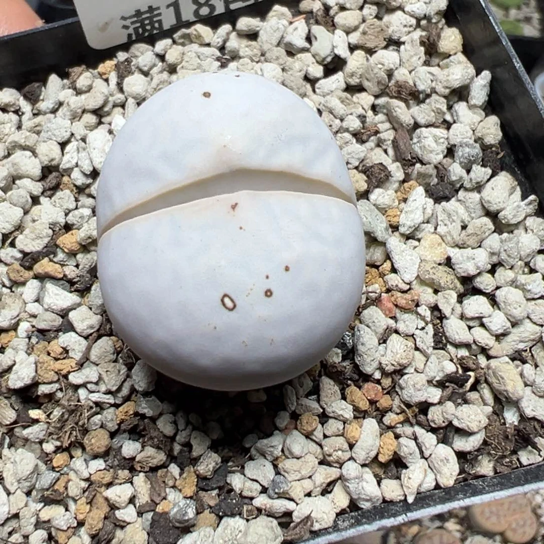 【闪购商品】 274。