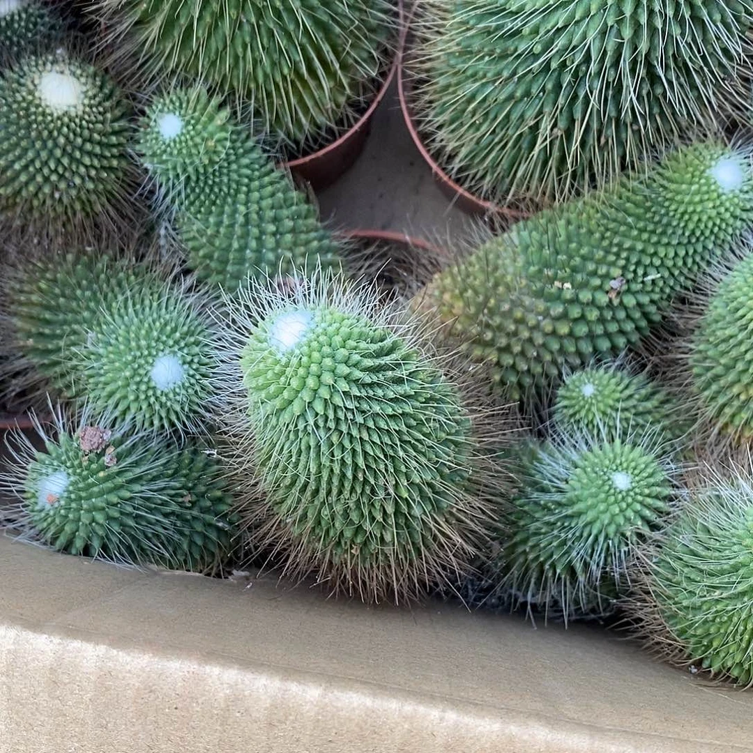 完***生无花朵白珠仙人球仙人掌