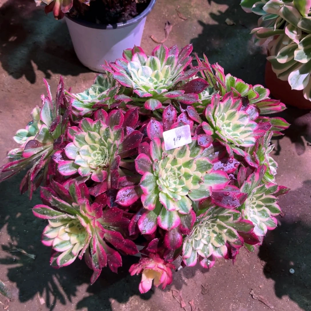 多肉植物天合918