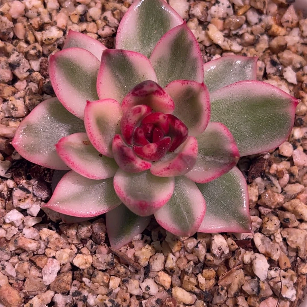 尚品特价黑水晶女王锦