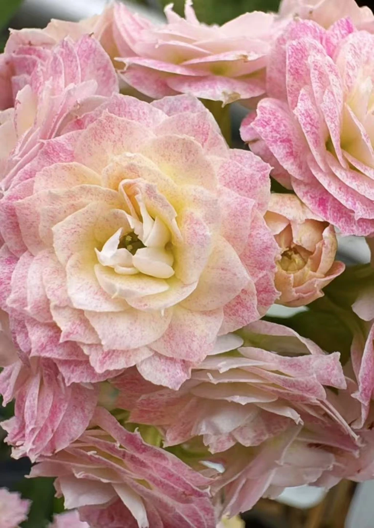 精品长寿 客厅办公室庭院种植《浪漫樱花》130盆