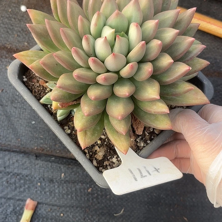 随***风两单包邮，一物一拍，171