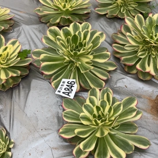 846玉芙蓉不包断枝