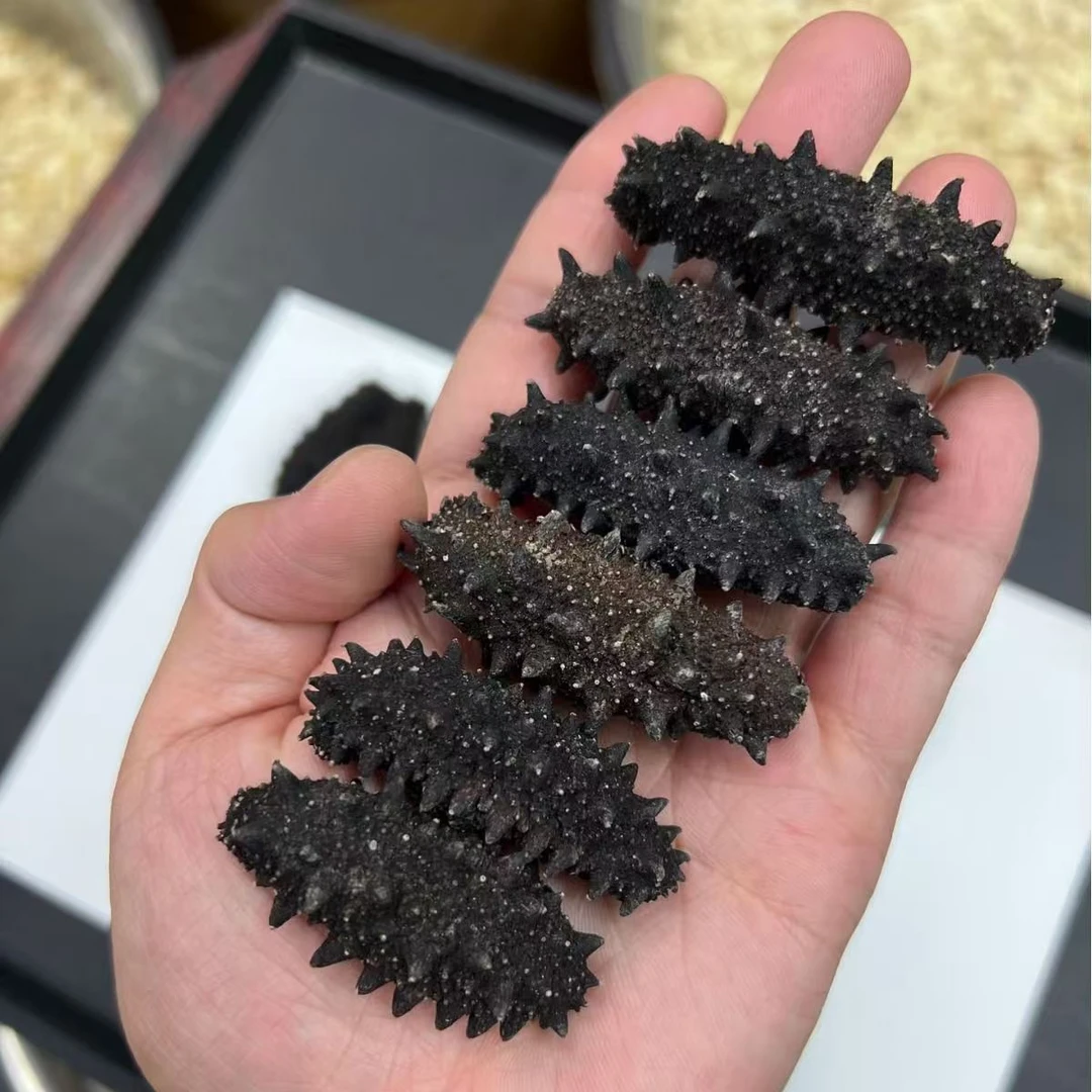 【到手4大盒】国标特级冷水速发高品质刺参纯淡干海参 干