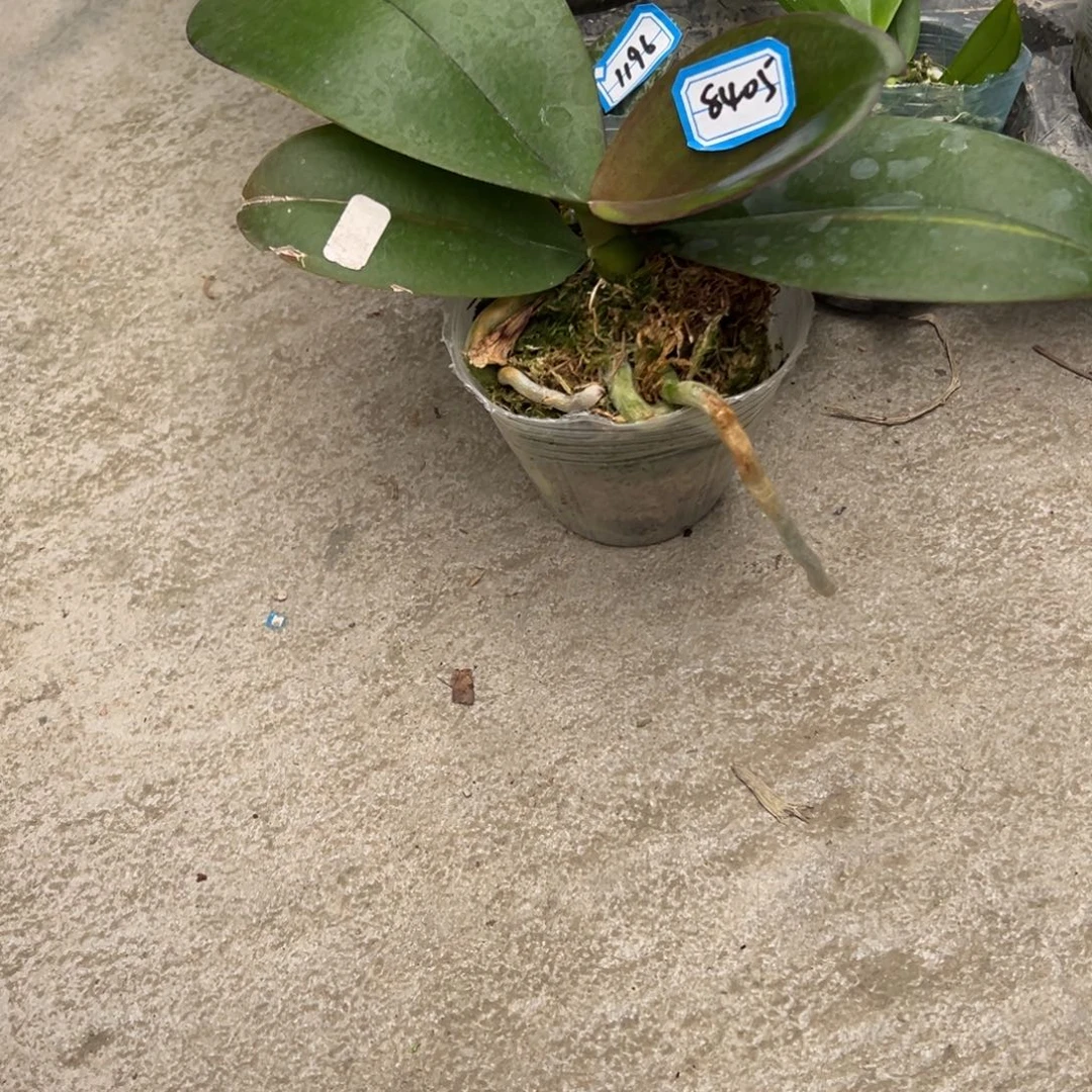 小***小当前无花朵，栽培后可花朵8405哈根达斯微瑕疵