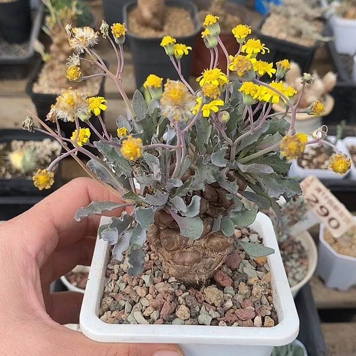 835蛮鬼塔厚敦菊带盆一一一一