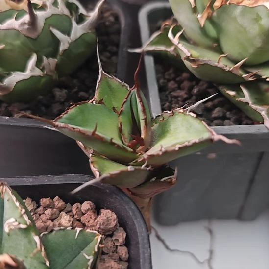 黑帝斯仁王冠龙舌兰侧芽一颗，包邮非偏远