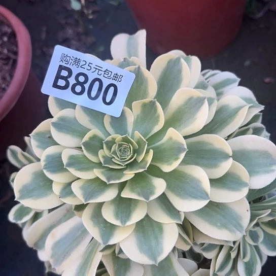 三*多肉植物一个