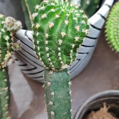 妖蝶秀普嫁接歪特