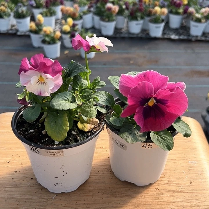 水晶抖音直播闪拍45