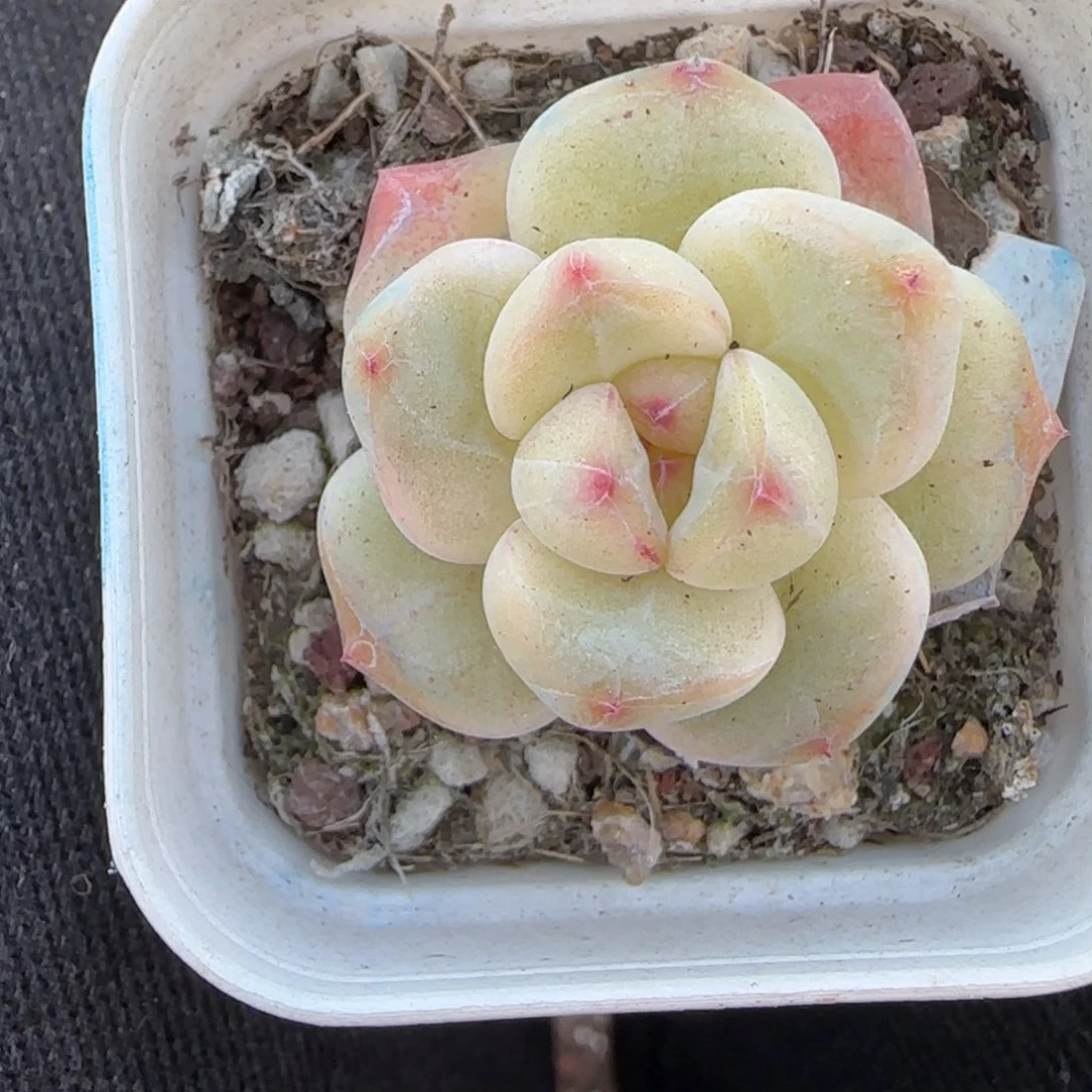 小卡拉米糖心一物一拍