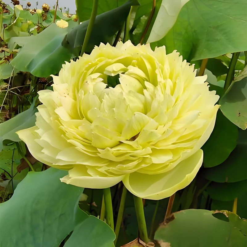 【金苹果】原盆原土发货