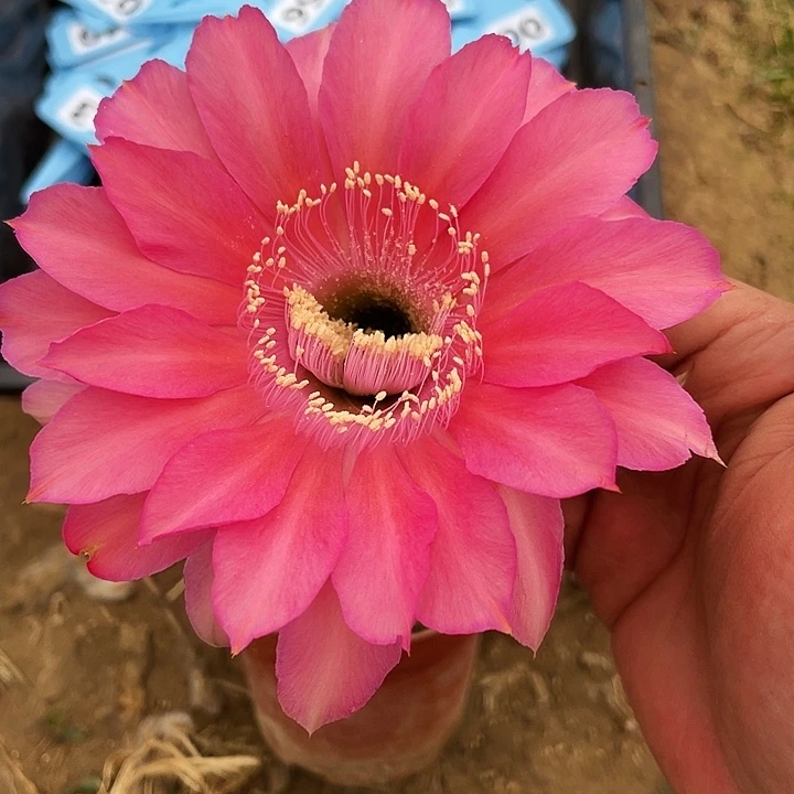 24 实生彩草脱盆土发货