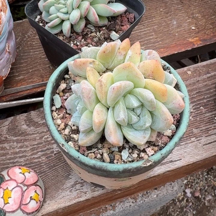 多肉植物泡芙缀冰玉